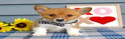 Welsh Corgi Pembroke dogs for sale: Winston - Ad 9