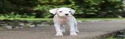 Boxer dogs for sale: Snowball - Ad 7
