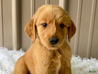 Golden Retriever dogs - Ad 12