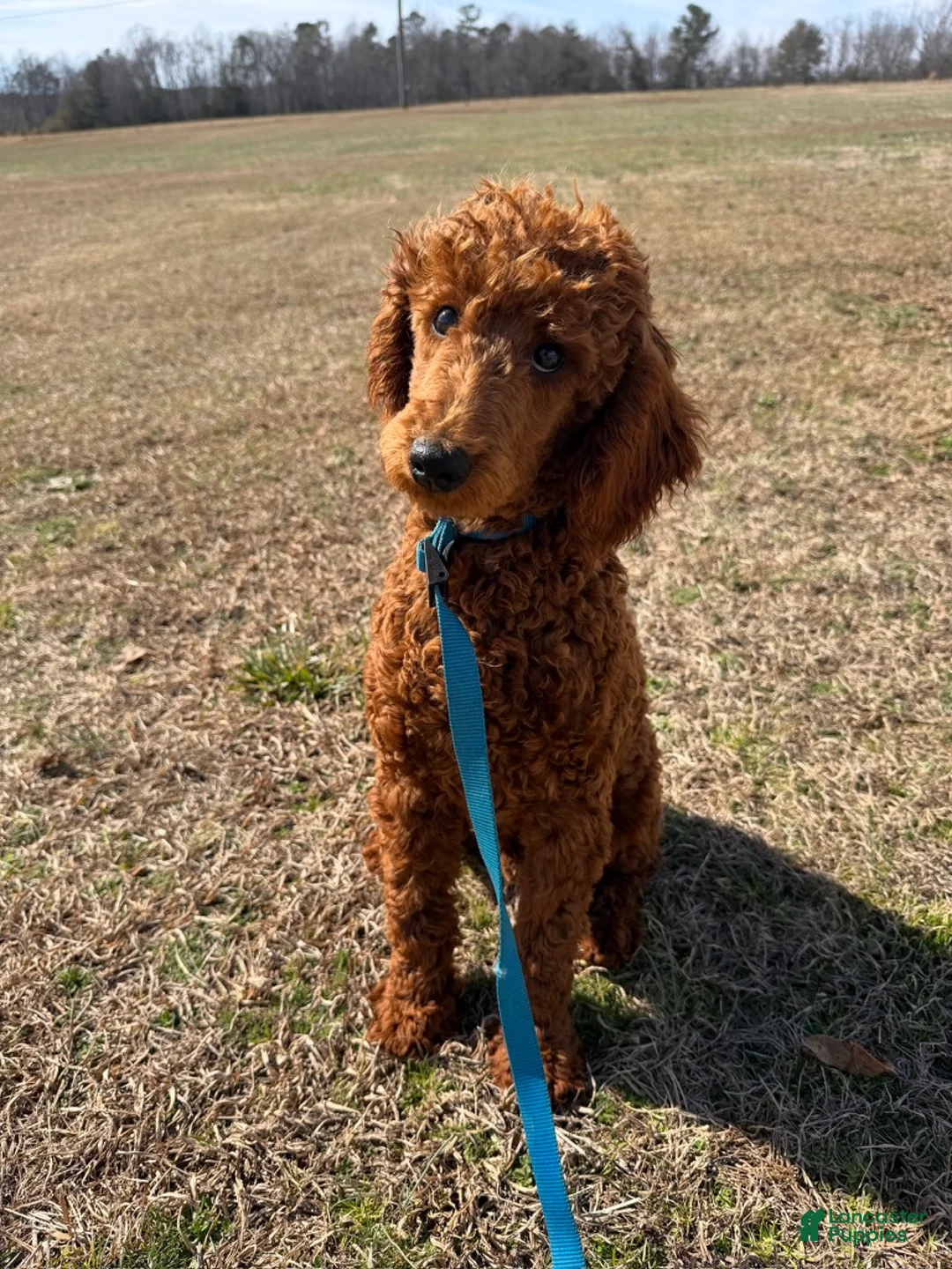 Miniature Poodle dogs for sale: Ian - Ad 2