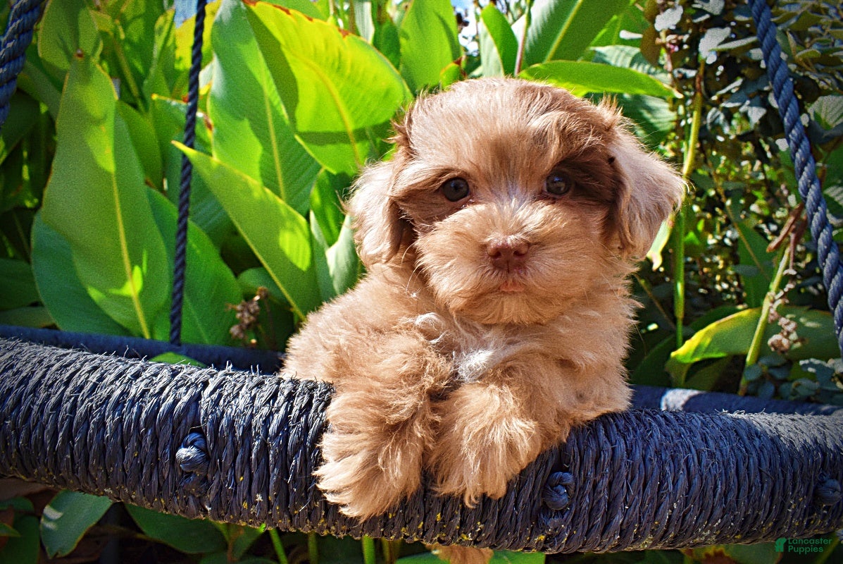 Havapoo dogs Kiwi - Ad 2