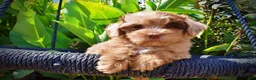 Havapoo dogs for sale: Kiwi - Ad 2