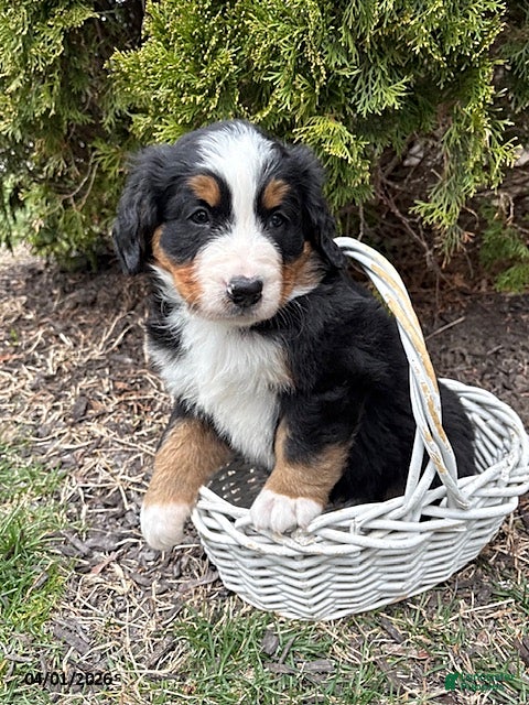 Bernese Mountain Dog dogs Murphy - Ad 2