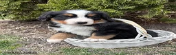 Bernese Mountain Dog dogs for sale: Murphy - Ad 2