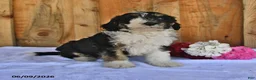Bernedoodle dogs for sale: Macy - Ad 3