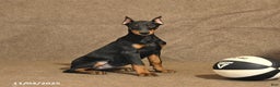 Doberman Pinscher dogs for sale: Bonnie - Ad 4
