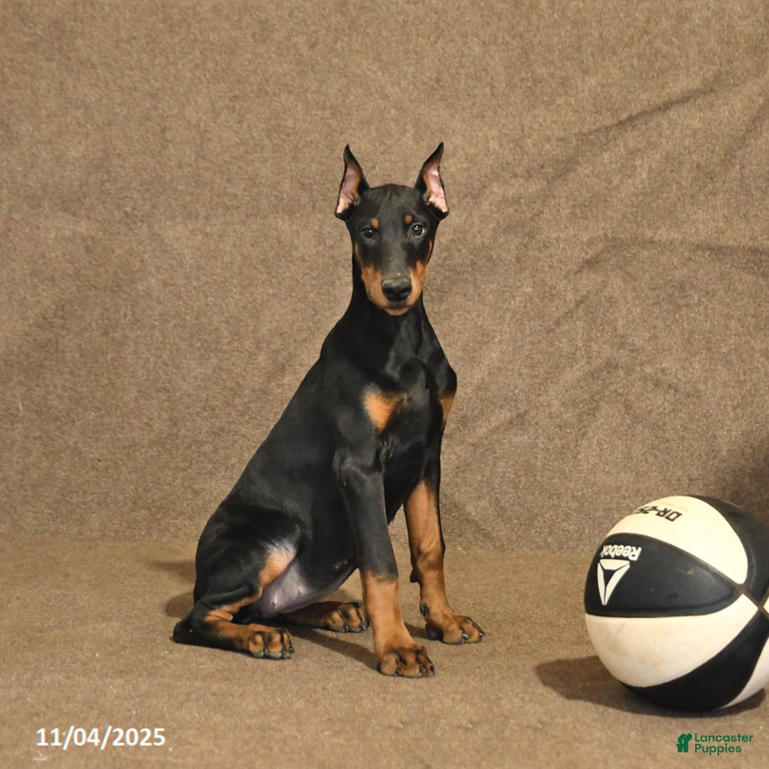 Doberman Pinscher dogs for sale: Bonnie - Ad 4