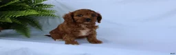 Cavapoo dogs for sale: Marcy - Ad 8