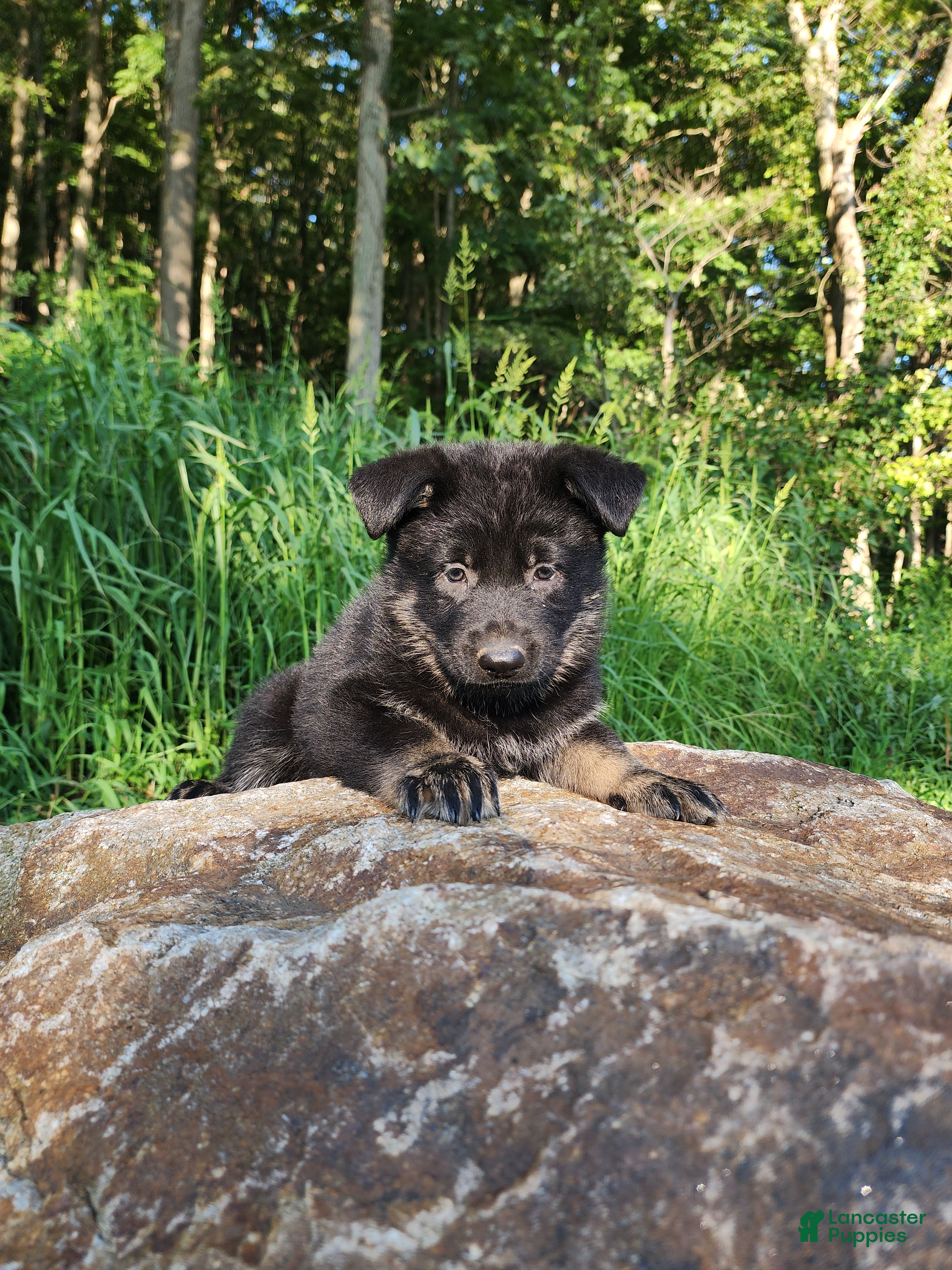 German Shepherd dogs  Timba - Ad 1
