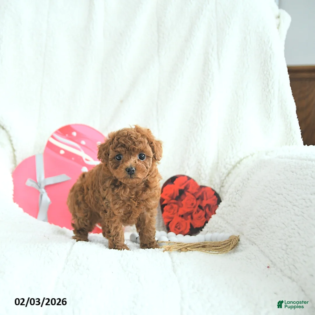 Toy Poodle dogs for sale: Bella HOUSE RAISED - Ad 3