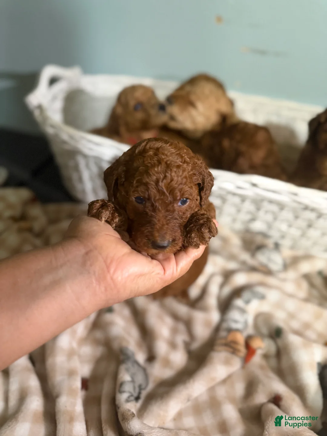 Goldendoodle dogs for sale: Goldendoodle 6 - Ad 1