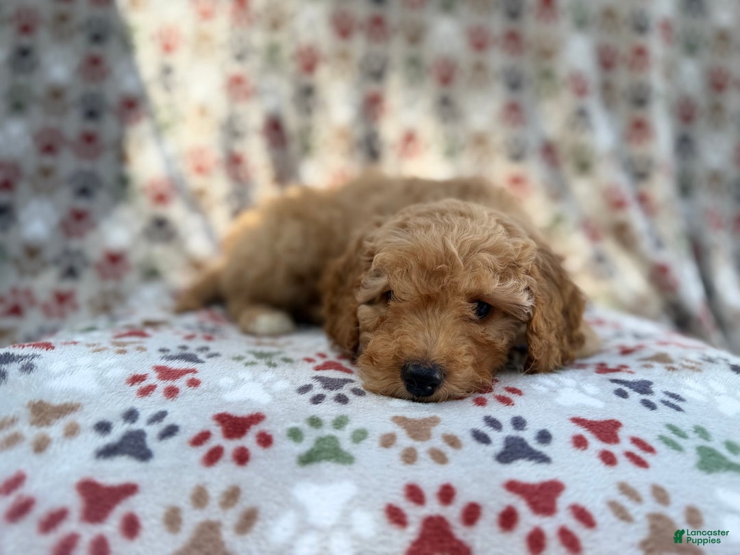 Cavapoo dogs for sale: Jax - Ad 5