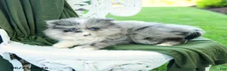 Pomeranian dogs for sale: Albert - Ad 4