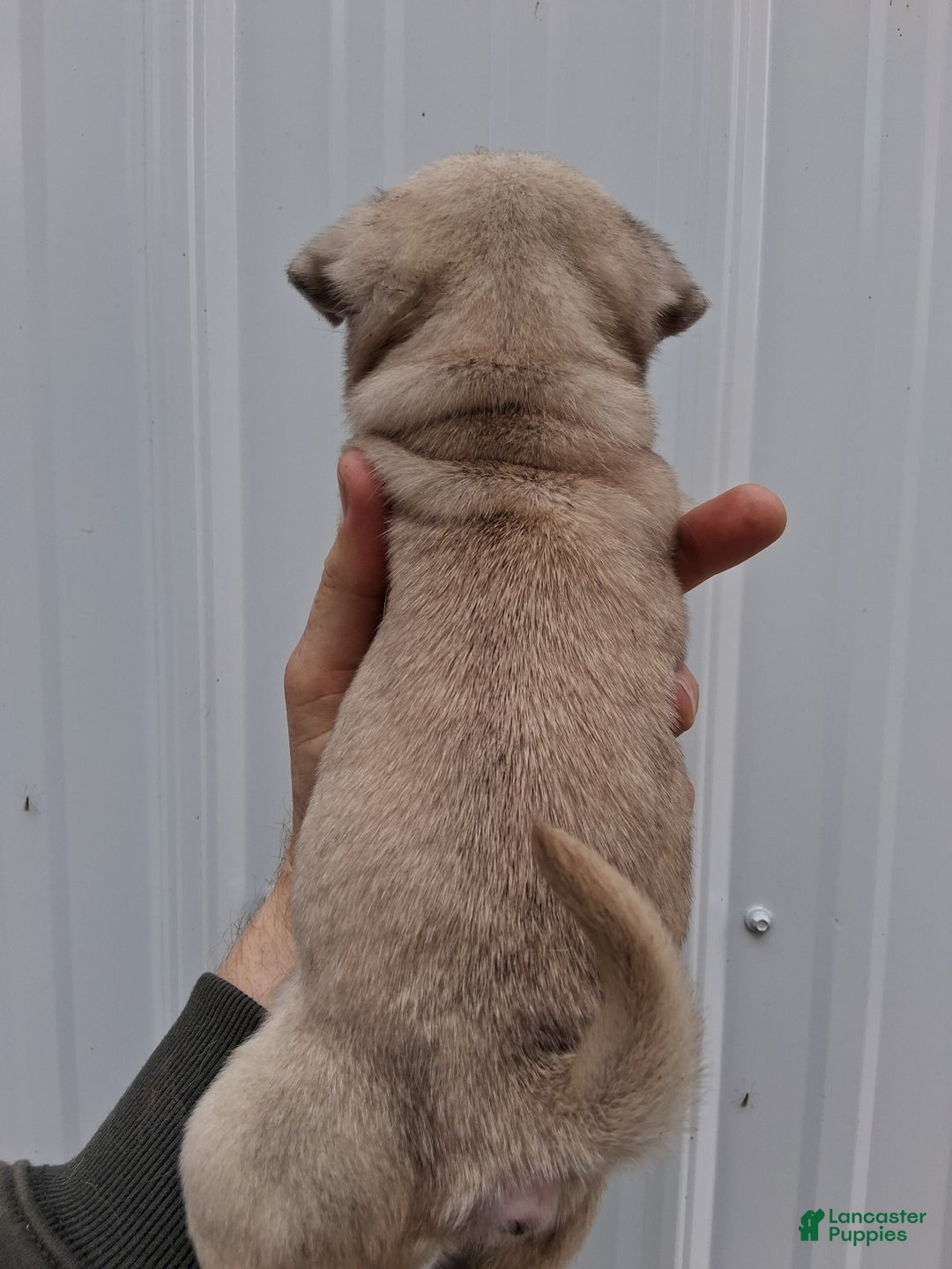 Pug dogs for sale: Maggy - Ad 4