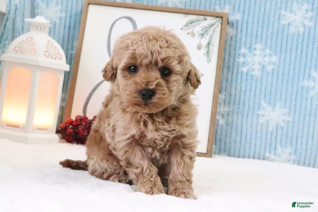 Miniature Poodle dogs for sale: Hunter - Ad 3