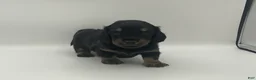 Miniature Dachshund dogs for sale: Kyle - Ad 3