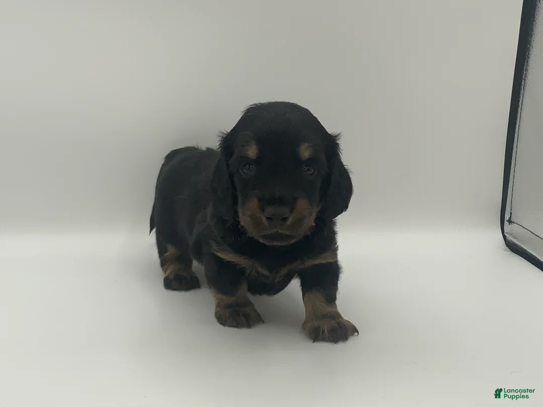 Miniature Dachshund dogs for sale: Kyle - Ad 3