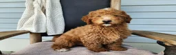 Mini Bernedoodle dogs for sale: Dallas - Ad 5