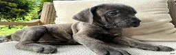 Cane Corso dogs for sale: Cane Corso Blue Brindle  - Ad 4