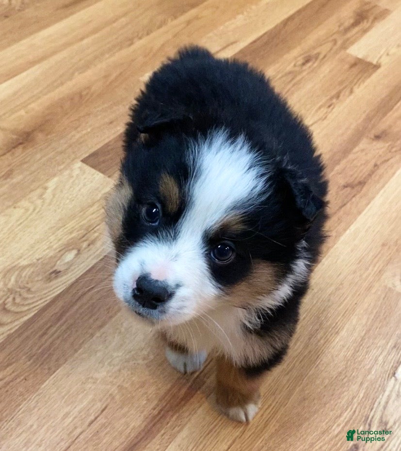 Australian Shepherd dogs for sale: Thunder  - Ad 3