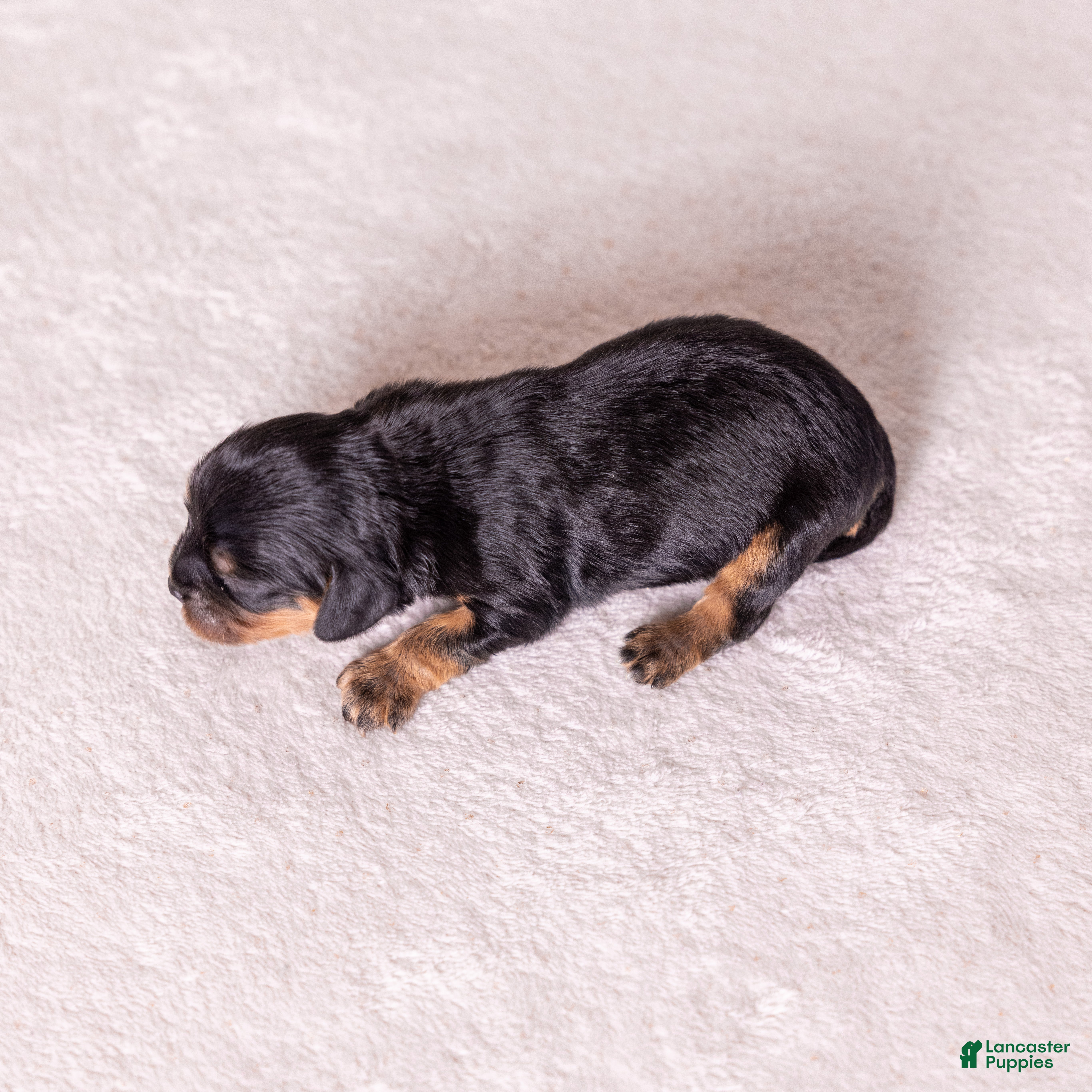 Cavalier King Charles Spaniel dogs Bravo  - Ad 2