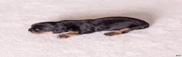 Cavalier King Charles Spaniel dogs for sale: Bravo  - Ad 2