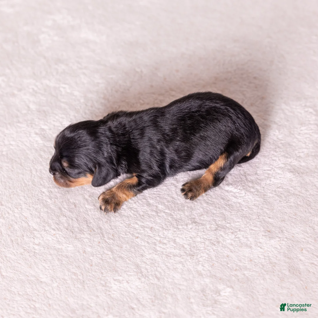 Cavalier King Charles Spaniel dogs for sale: Bravo  - Ad 2