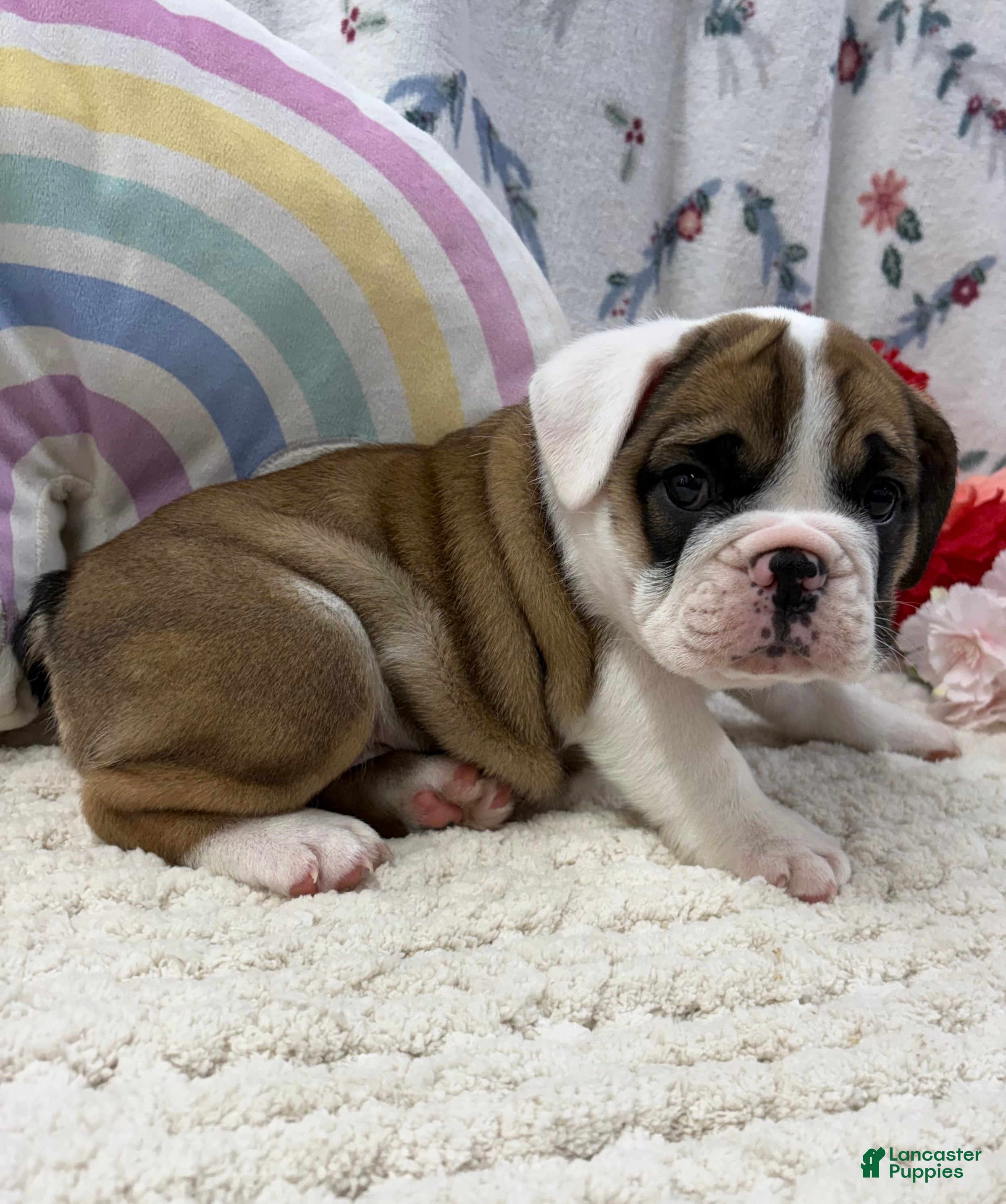 English Bulldog dogs Lilly - Ad 2