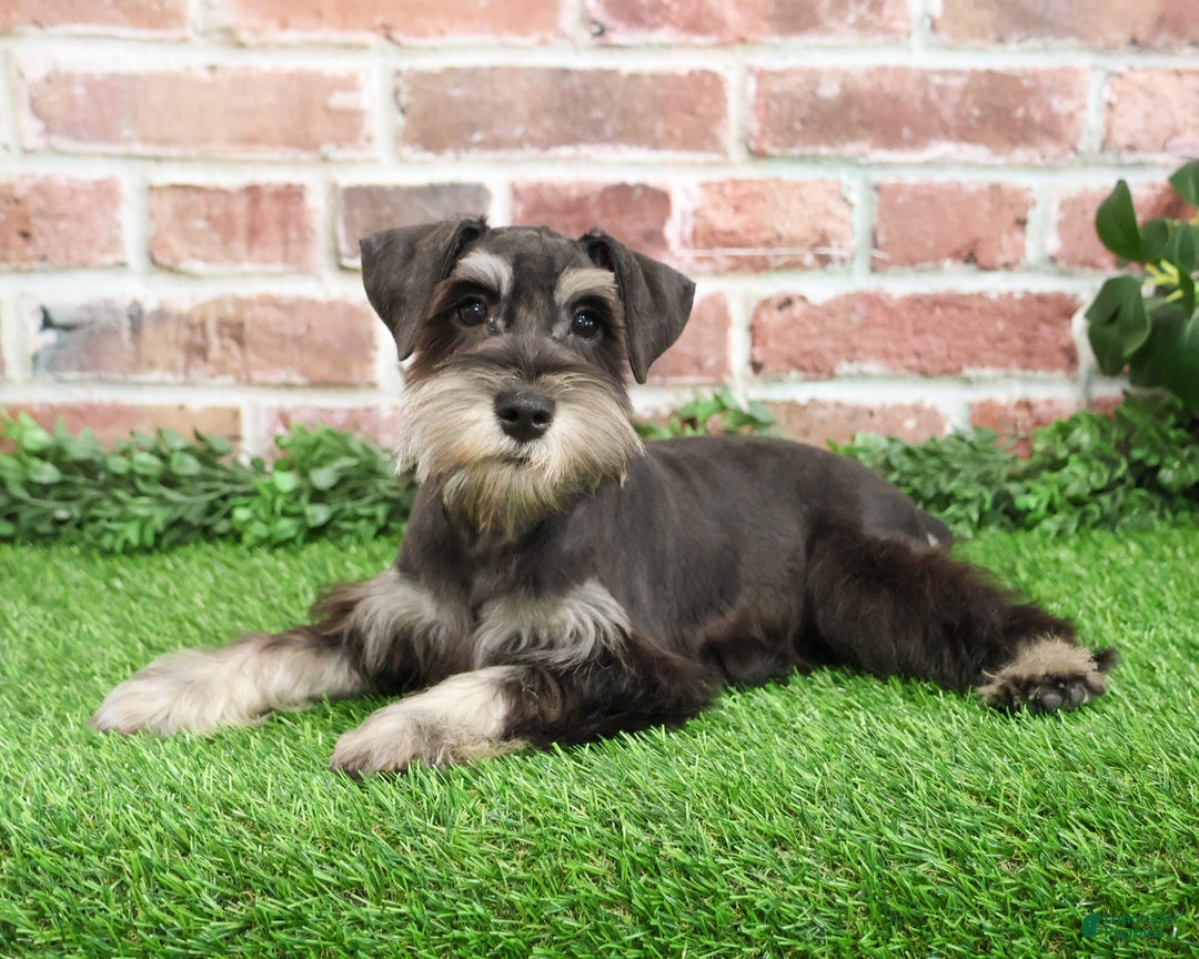 Miniature Schnauzer dogs for sale: Princeton - Ad 4