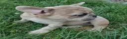 French Bulldog dogs for sale: Sunny - Ad 3