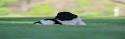 Newfoundland dogs for sale: Murphy  - Ad 4