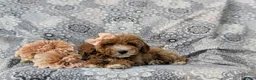Miniature Poodle dogs for sale: Tamara - Ad 6