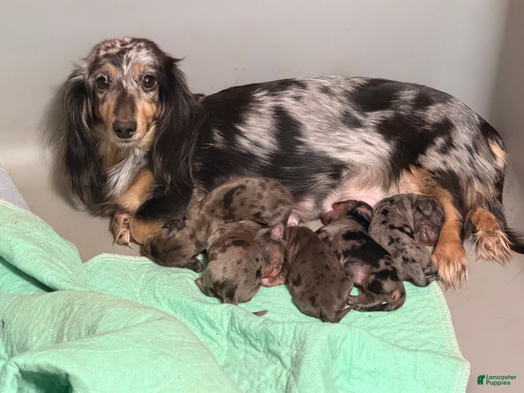 Miniature Dachshund dogs for sale: Cream dapple - Ad 3