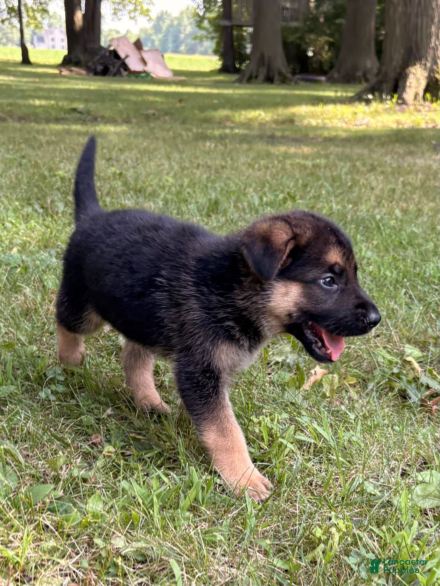German Shepherd dogs German Shepherd 8 - Ad 1