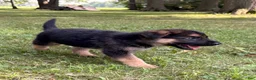 German Shepherd dogs for sale: German Shepherd 8 - Ad 1