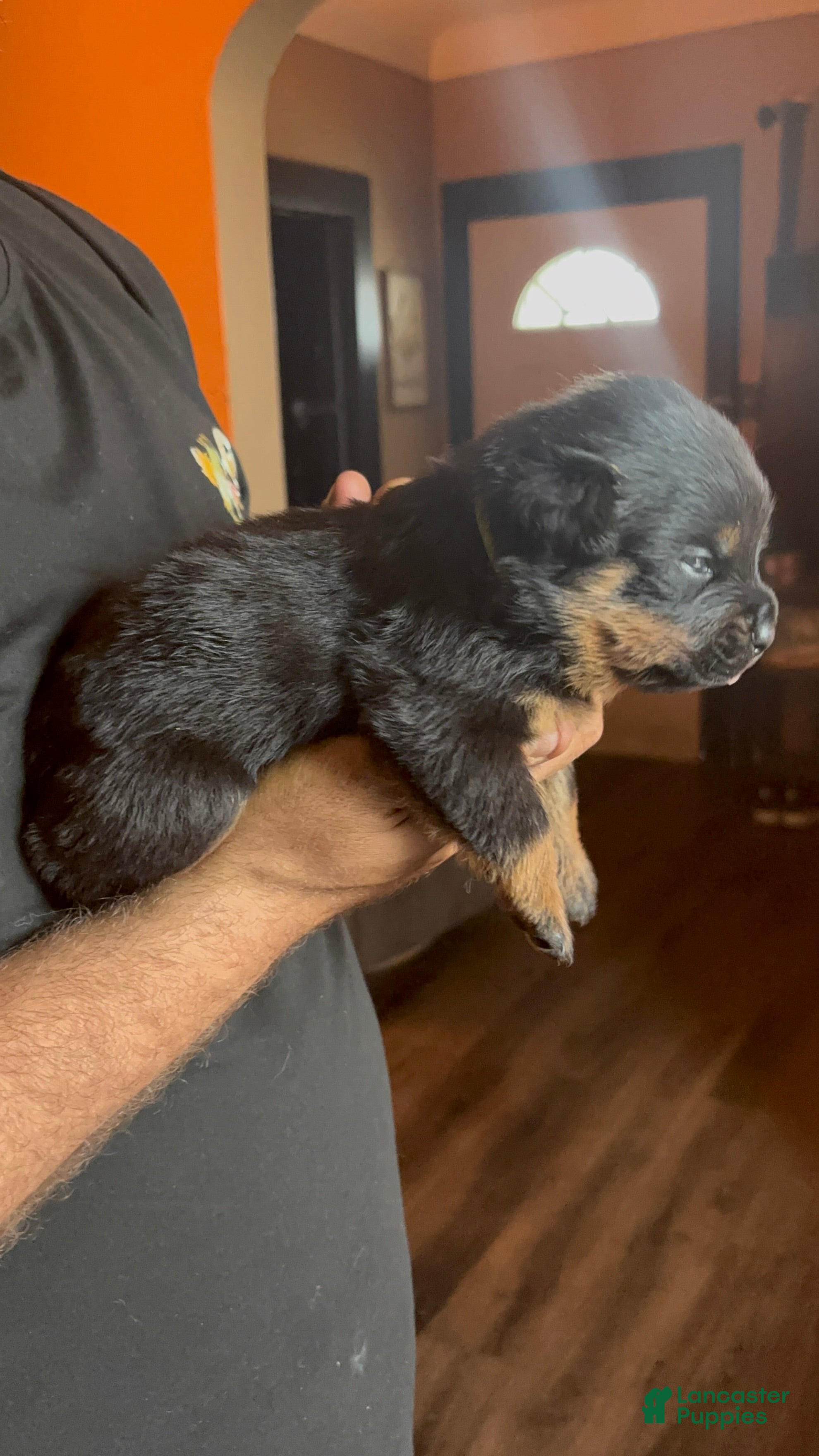 Rottweiler dogs Rottweiler Puppy 4 - Ad 1