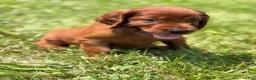 Irish Setter dogs for sale: Black collar - Ad 6