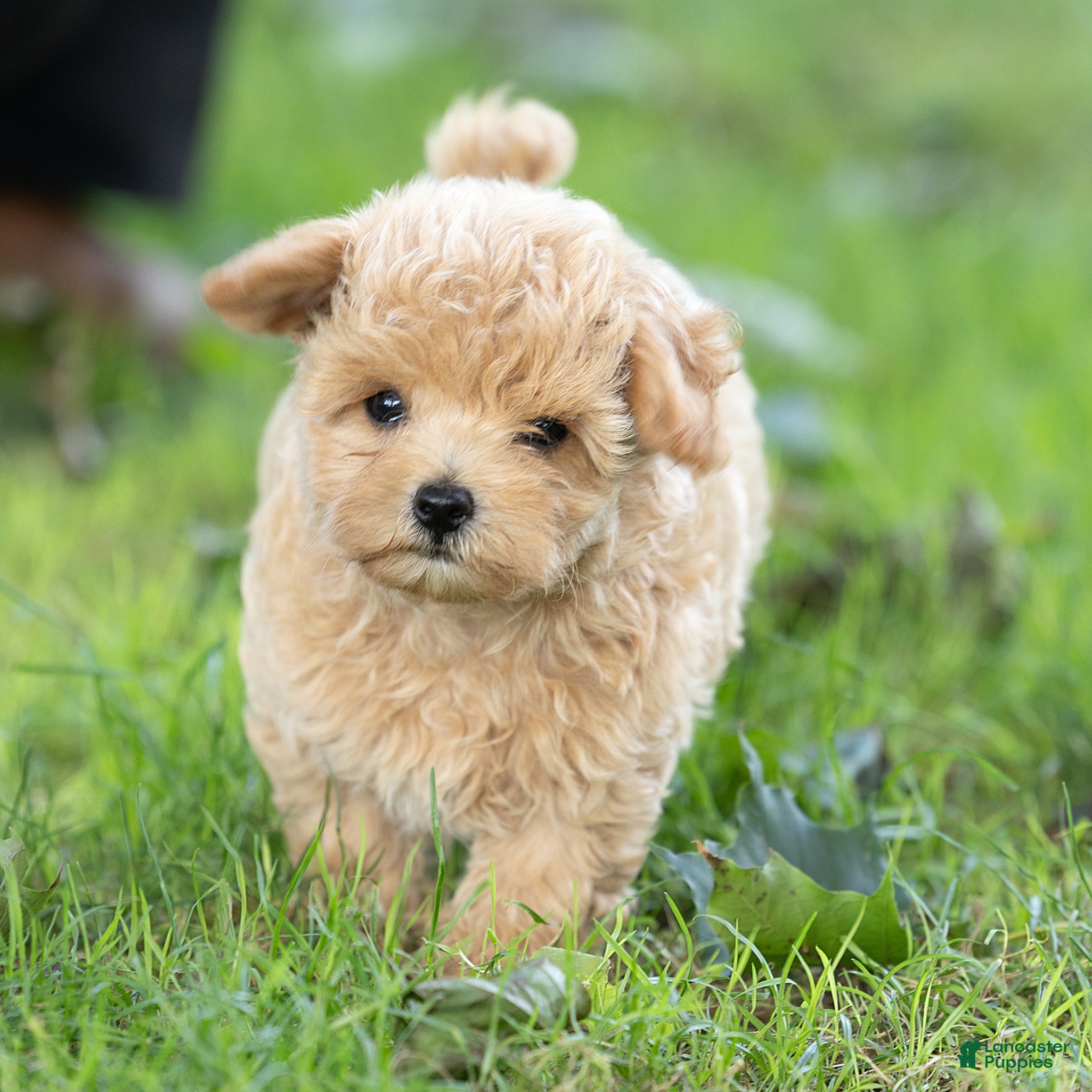 Maltipoo dogs Oscar Maltipoo  - Ad 2