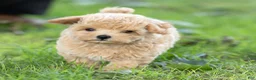 Maltipoo dogs for sale: Oscar Maltipoo  - Ad 4