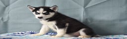 Siberian Husky dogs for sale: Breezy - Ad 2