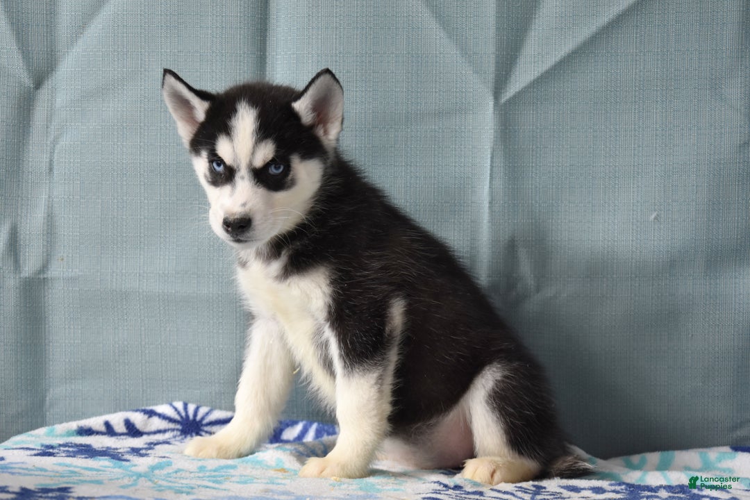 Siberian Husky dogs for sale: Breezy - Ad 2