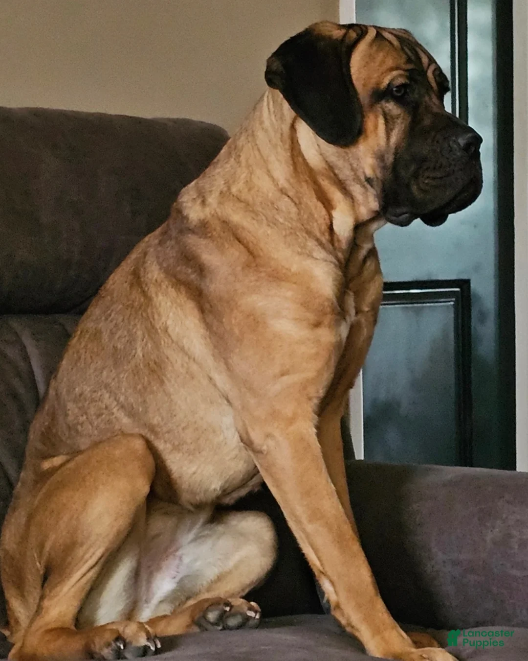 Cane Corso dogs for sale: Cane Corso Puppy 1 - Ad 2