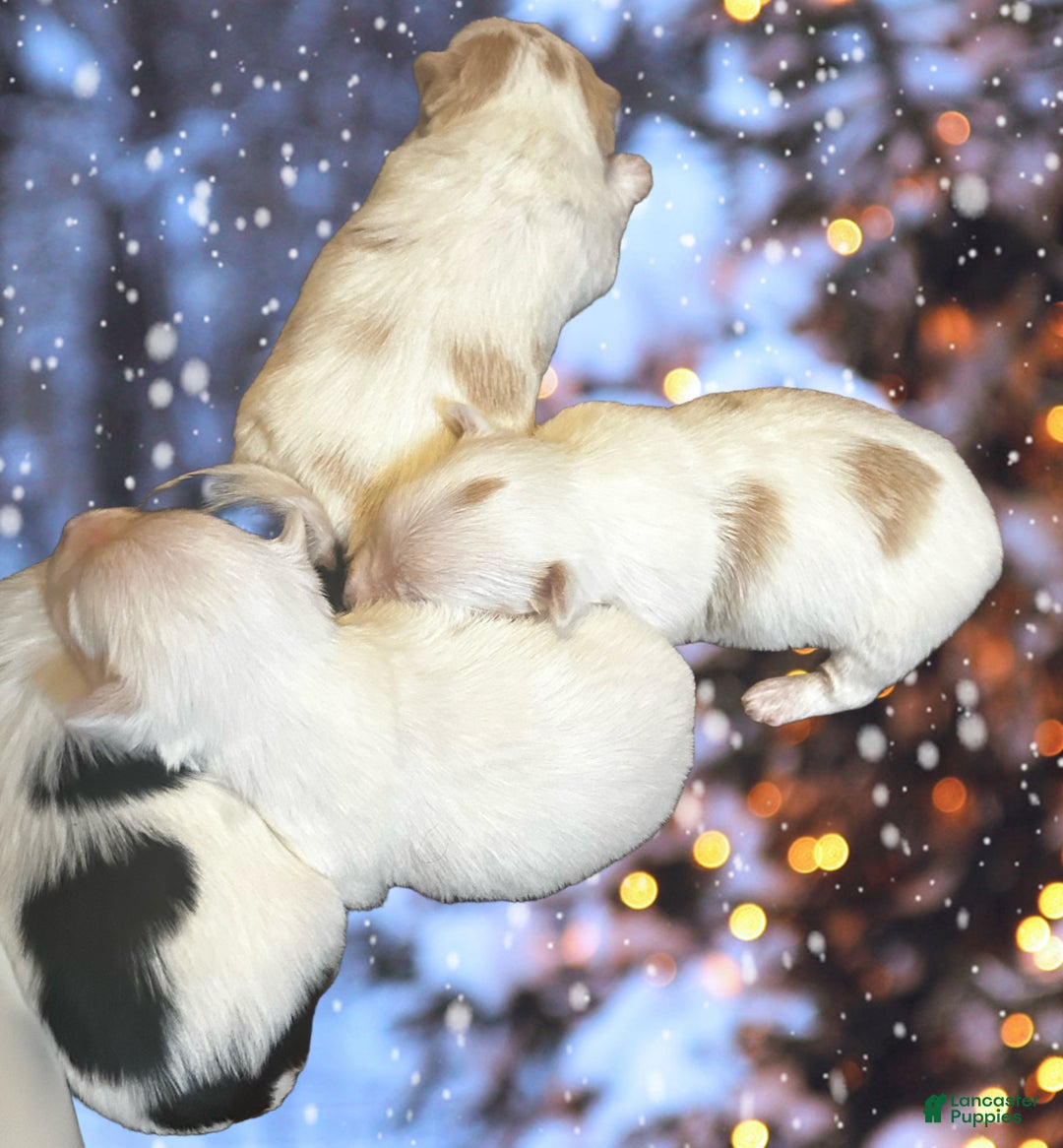 Yorkshire Terrier dogs for sale: AKC Nimbus  - Ad 4