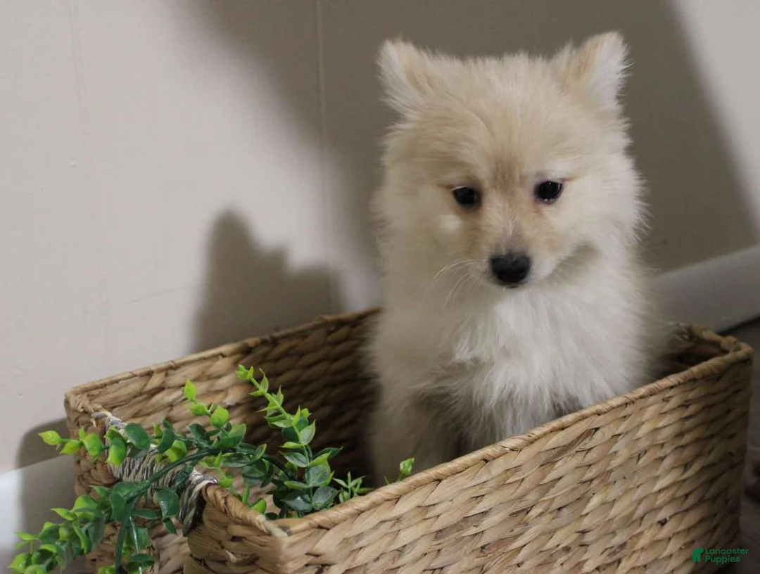 Pomchi dogs for sale: Milo - Ad 1