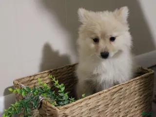 Pomchi dogs Milo - Ad 15