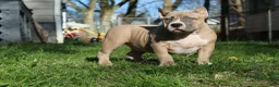 American Bully dogs for sale: Remble  - Ad 1