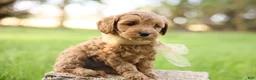 Goldendoodle dogs for sale: Ladybug - Ad 3