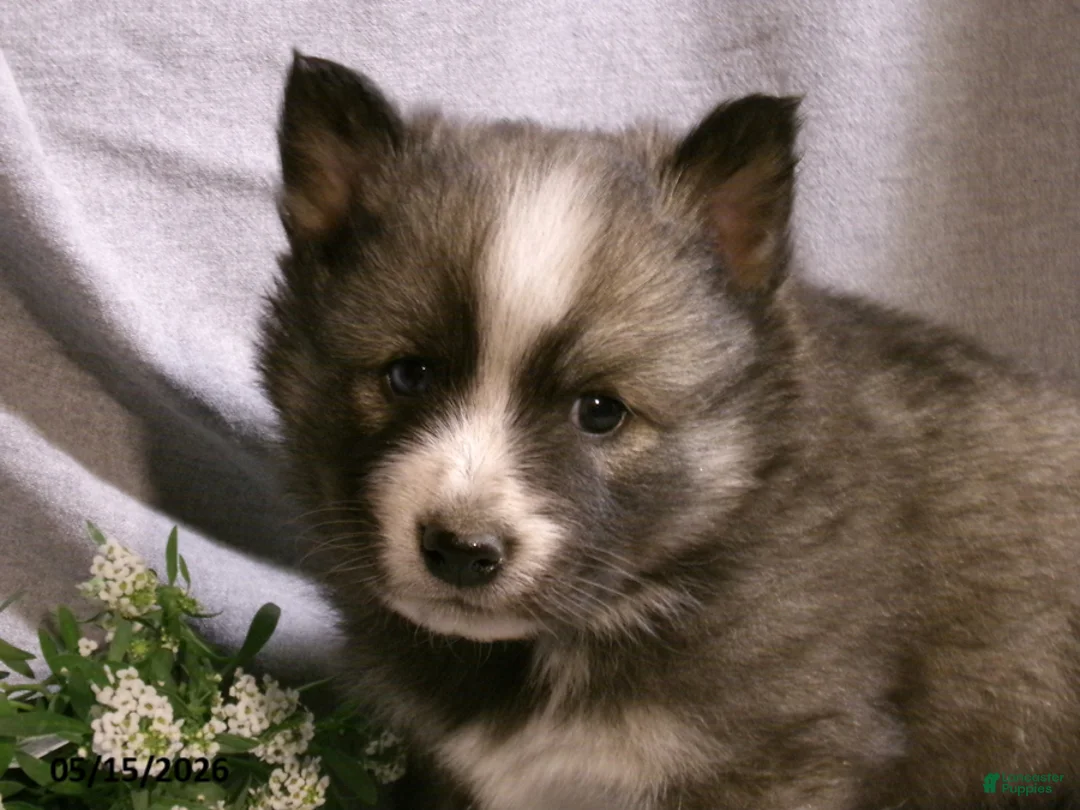 Pomsky dogs for sale: Max - Ad 2
