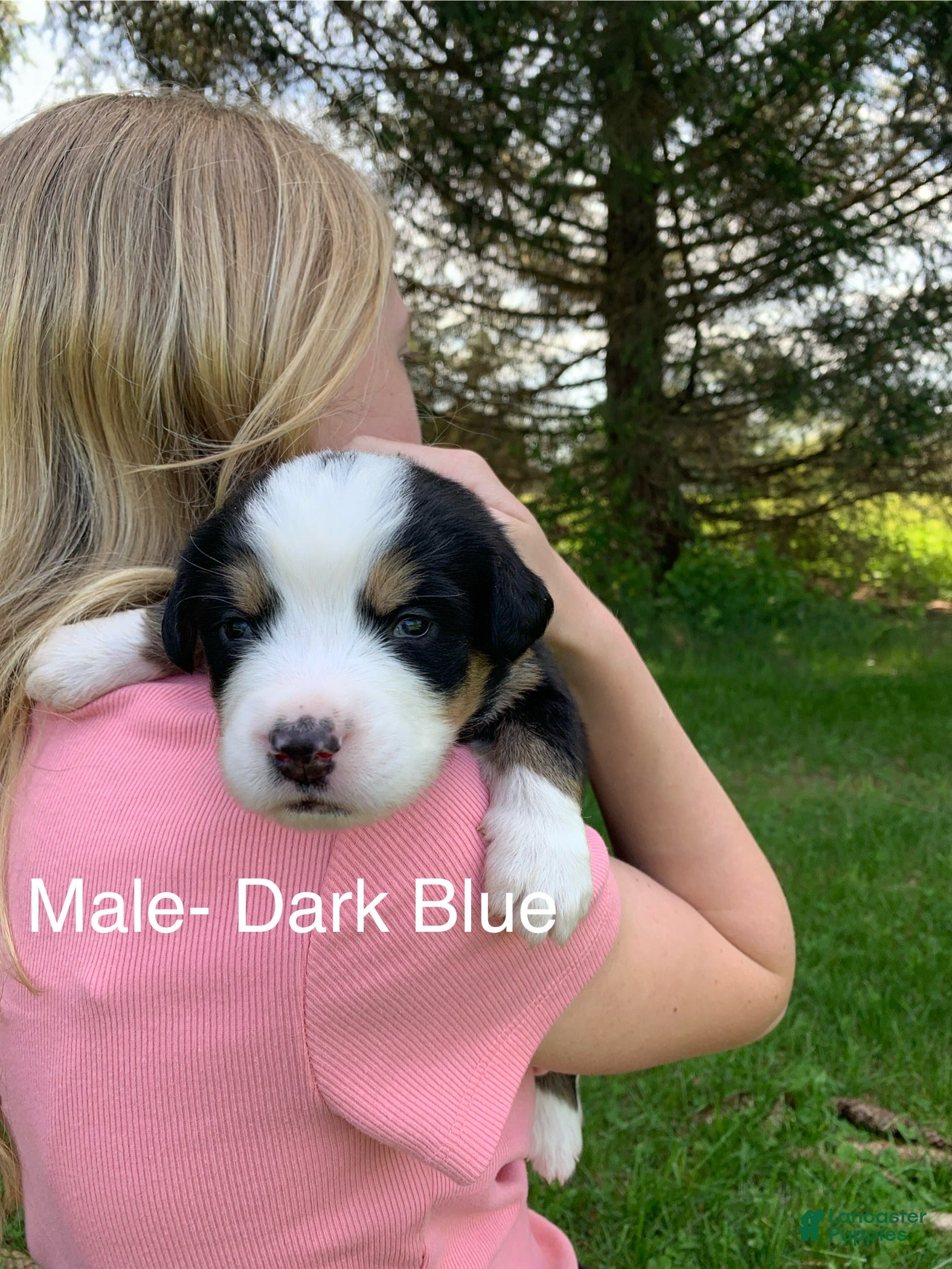 Bernese Mountain Dog dogs Bernese Mountain Dog Puppy 14 - Ad 1