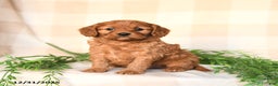 Cavapoo dogs for sale: Charlie - Ad 1